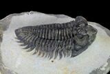 Coltraneia Trilobite Fossil - Huge Faceted Eyes #165843-5